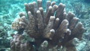 Das 1. Unterwasser - Foto