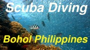 Bohol Diving Video